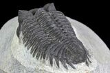 Coltraneia Trilobite Fossil - Huge Faceted Eyes #137325-1